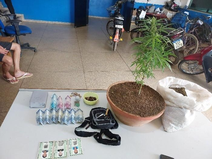 AGRICULTOR DO CRIME - Jovem com tornozeleira eletrônica é flagrado pela PM cultivando maconha em casa em Vilhena 
